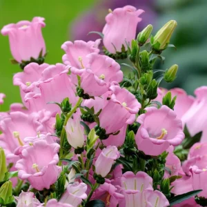 Champion Rose F1 Bellflower Seeds - Canterbury Bells, Campanula Medium - 25 Seeds - Image 1
