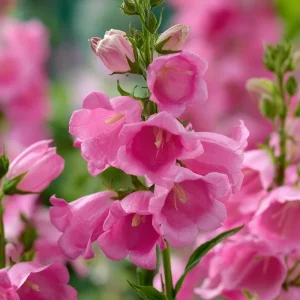 Champion Rose F1 Bellflower Seeds - Canterbury Bells, Campanula Medium - 25 Seeds - Image 6