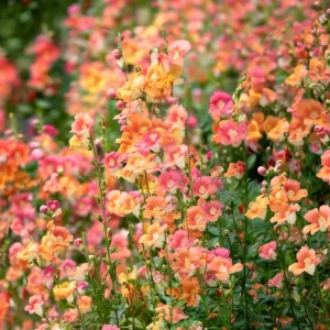 Chantilly Bronze Snapdragon Flower Seeds - 30 Seeds - Elegant Bronze Blooms - Image 2