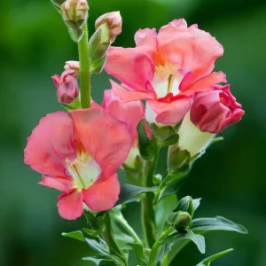 Chantilly Bronze Snapdragon Flower Seeds - 30 Seeds - Elegant Bronze Blooms - Image 3