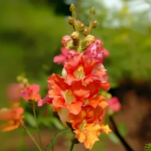 Chantilly Bronze Snapdragon Flower Seeds - 30 Seeds - Elegant Bronze Blooms - Image 4