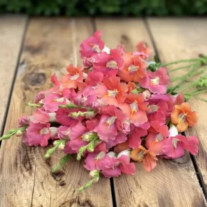 Chantilly Bronze Snapdragon Flower Seeds - 30 Seeds - Elegant Bronze Blooms - Image 1