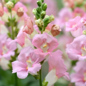 Chantilly Light Pink Snapdragon Seeds - 30 Count for Elegant Gardens & Bouquets - Image 3