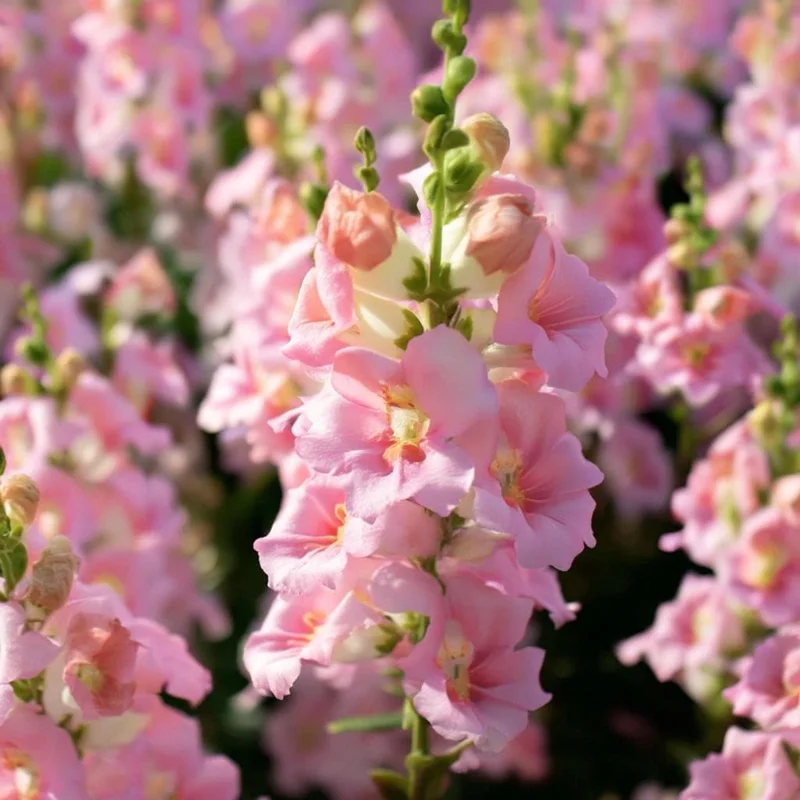 Chantilly Light Pink Snapdragon Seeds - 30 Count for Elegant Gardens & Bouquets - Image 4