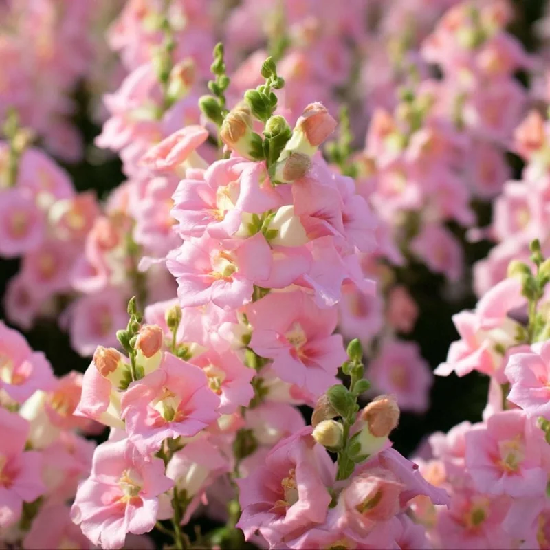 Chantilly Light Pink Snapdragon Seeds - 30 Count for Elegant Gardens & Bouquets - Image 1