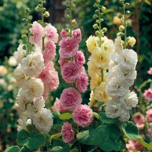 Chaters Double Hollyhock Seeds - Tall Vibrant Blooms - 50 Seed Pack - Outdoor - Image 2