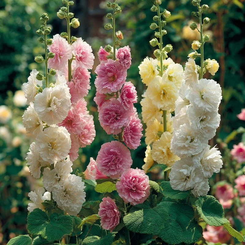 Chaters Double Hollyhock Seeds - Tall Vibrant Blooms - 50 Seed Pack - Outdoor - Image 2