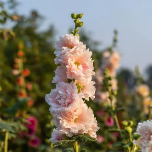 Chaters Double Hollyhock Seeds - Tall Vibrant Blooms - 50 Seed Pack - Outdoor - Image 4