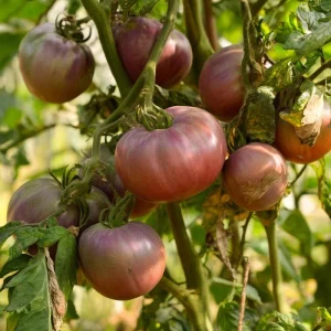 Cherokee Purple Tomato Seeds - Heirloom, Smoky-Sweet Flavor (60 Seeds) - Image 2
