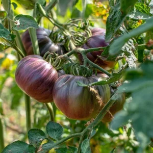 Cherokee Purple Tomato Seeds - Heirloom, Smoky-Sweet Flavor (60 Seeds) - Image 3