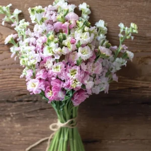 Cherry Blossom Stock Seeds - 50 Fragrant Pink & White Flowers - Image 2