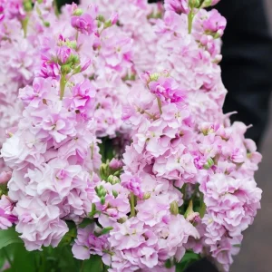 Cherry Blossom Stock Seeds - 50 Fragrant Pink & White Flowers - Image 4