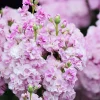 Cherry Blossom Stock Seeds - 50 Fragrant Pink & White Flowers - Image 1