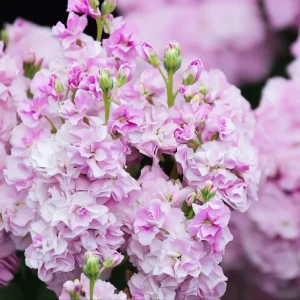 Cherry Blossom Stock Seeds - 50 Fragrant Pink & White Flowers - Image 1