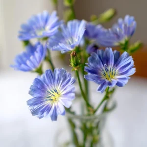Chicory Seeds – 200 Seeds, Bright Blue Blooms, Edible Leaves & Pollinator Friendly - Image 2