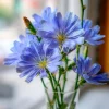 Chicory Seeds – 200 Seeds, Bright Blue Blooms, Edible Leaves & Pollinator Friendly - Image 1