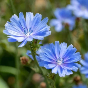Chicory Seeds – 200 Seeds, Bright Blue Blooms, Edible Leaves & Pollinator Friendly - Image 4
