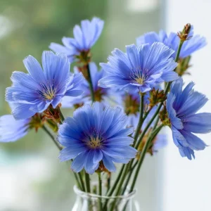 Chicory Seeds – 200 Seeds, Bright Blue Blooms, Edible Leaves & Pollinator Friendly - Image 5