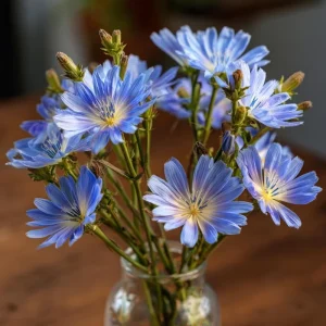 Chicory Seeds – 200 Seeds, Bright Blue Blooms, Edible Leaves & Pollinator Friendly - Image 6