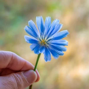 Chicory Seeds – 200 Seeds, Bright Blue Blooms, Edible Leaves & Pollinator Friendly - Image 7