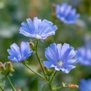 Chicory Seeds – 200 Seeds, Bright Blue Blooms, Edible Leaves & Pollinator Friendly - Image 8