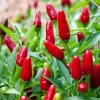 Chile Pequin Live Plant - Red Bird Pepper, 4 Inch Tall, Hot Peppers for Year-Round Harvesting in 4 Inch Pot - Image 1