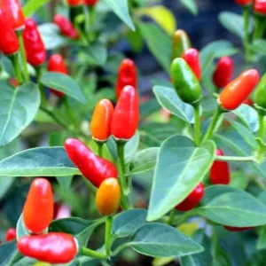 Chile Pequin Live Plant - Red Bird Pepper, 4 Inch Tall, Hot Peppers for Year-Round Harvesting in 4 Inch Pot - Image 2
