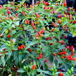 Chile Pequin Live Plant - Red Bird Pepper, 4 Inch Tall, Hot Peppers for Year-Round Harvesting in 4 Inch Pot - Image 3