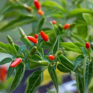 Chile Pequin Live Plant - Red Bird Pepper, 4 Inch Tall, Hot Peppers for Year-Round Harvesting in 4 Inch Pot - Image 5