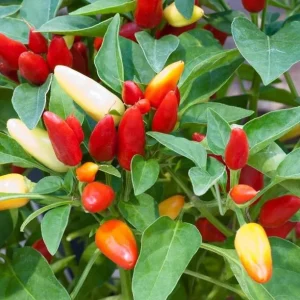 Chile Pequin Live Plant - Red Bird Pepper, 4 Inch Tall, Hot Peppers for Year-Round Harvesting in 4 Inch Pot - Image 6