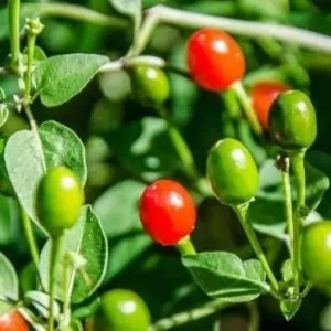 Chiltepin Pepper Live Plant - Red Hot Tepin, 4 Inch Pot, Outdoor Garden - Image 2