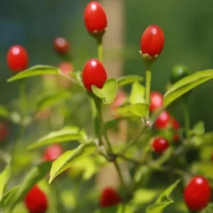 Chiltepin Pepper Live Plant - Red Hot Tepin, 4 Inch Pot, Outdoor Garden - Image 3