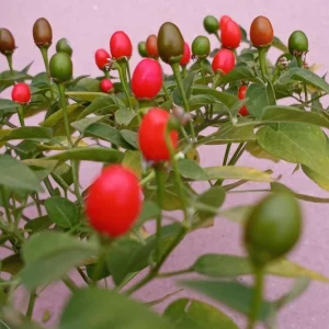 Chiltepin Pepper Live Plant - Red Hot Tepin, 4 Inch Pot, Outdoor Garden - Image 4