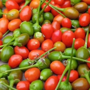 Chiltepin Pepper Live Plant - Red Hot Tepin, 4 Inch Pot, Outdoor Garden - Image 5