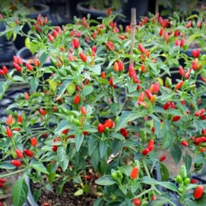 Chiltepin Pepper Live Plant - Red Hot Tepin, 4 Inch Pot, Outdoor Garden - Image 6