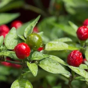 Chiltepin Pepper Live Plant - Red Hot Tepin, 4 Inch Pot, Outdoor Garden - Image 7