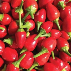 Chiltepin Pepper Live Plant - Red Hot Tepin, 4 Inch Pot, Outdoor Garden - Image 1