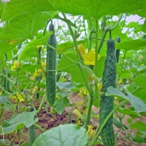 China Jade Cucumber Seeds - 25 Seeds - Crisp, Sweet Heirloom Variety for Gardens - Image 2