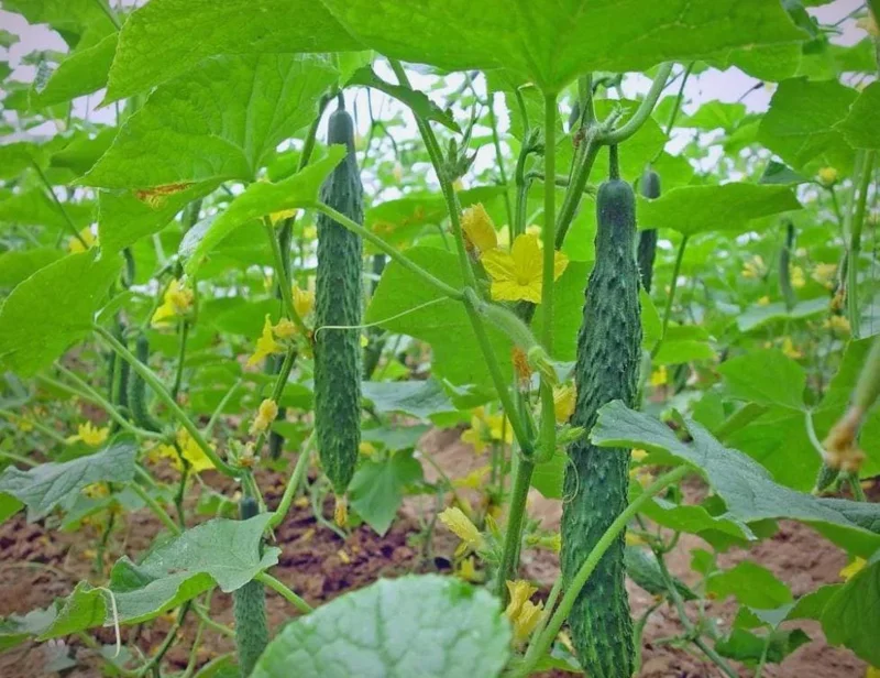 China Jade Cucumber Seeds - 25 Seeds - Crisp, Sweet Heirloom Variety for Gardens - Image 2