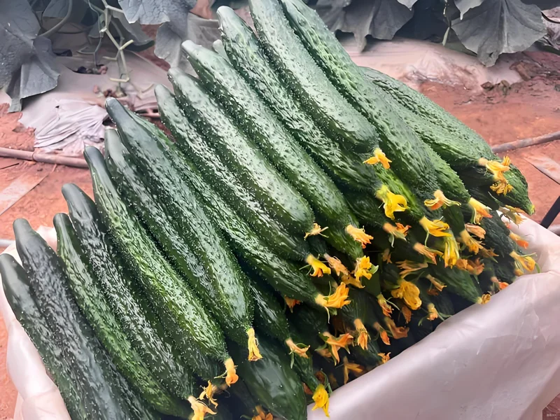 China Jade Cucumber Seeds - 25 Seeds - Crisp, Sweet Heirloom Variety for Gardens - Image 3