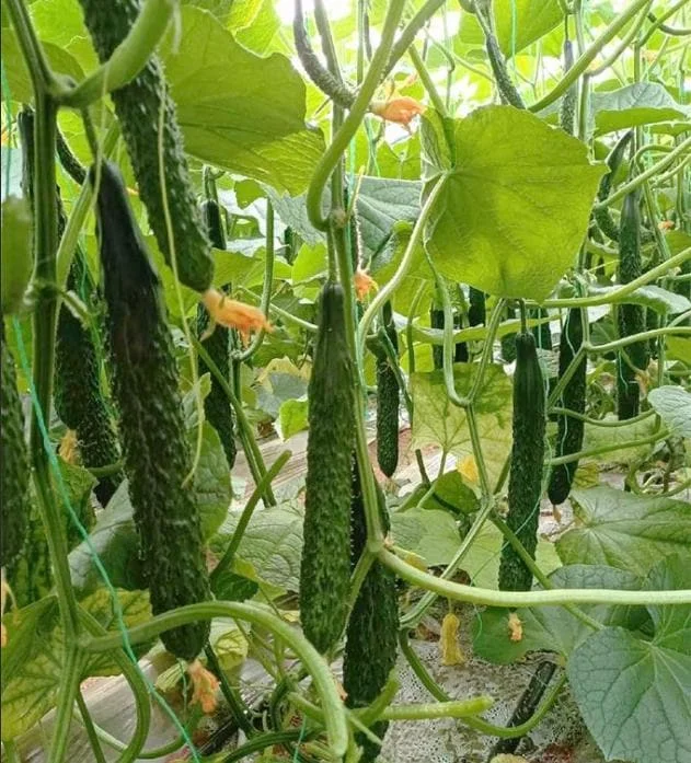 China Jade Cucumber Seeds - 25 Seeds - Crisp, Sweet Heirloom Variety for Gardens - Image 1