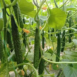 China Jade Cucumber Seeds - 25 Seeds for Crisp, Sweet Garden Cucumbers - Image 1