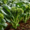 Chinese Broccoli Kailaan Seeds – 100 Seeds – Fast-Growing Vegetable for Gardens - Image 1