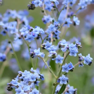 Chinese Forget Me Not Seeds – 100 Sky-Blue Annual Flower Seeds for Gardens - Image 2