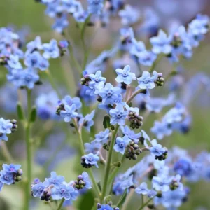 Chinese Forget Me Not Seeds – 100 Sky-Blue Annual Flower Seeds for Gardens - Image 3