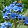 Chinese Forget Me Not Seeds – 100 Sky-Blue Annual Flower Seeds for Gardens - Image 1