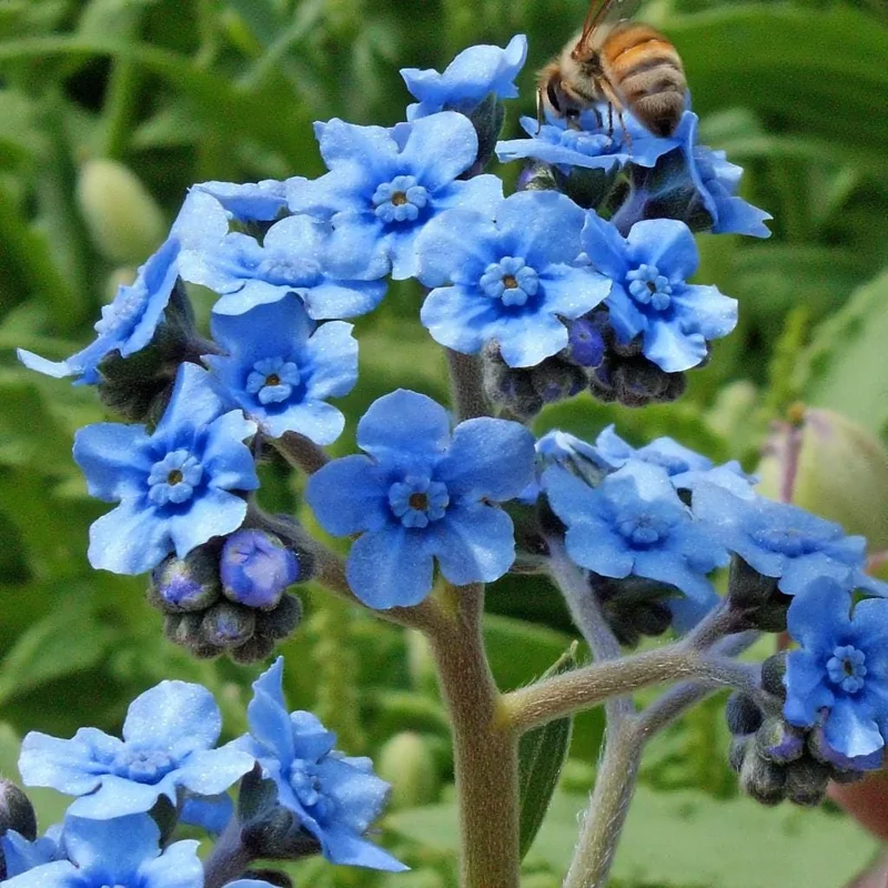 Chinese Forget Me Not Seeds – 100 Sky-Blue Annual Flower Seeds for Gardens - Image 1