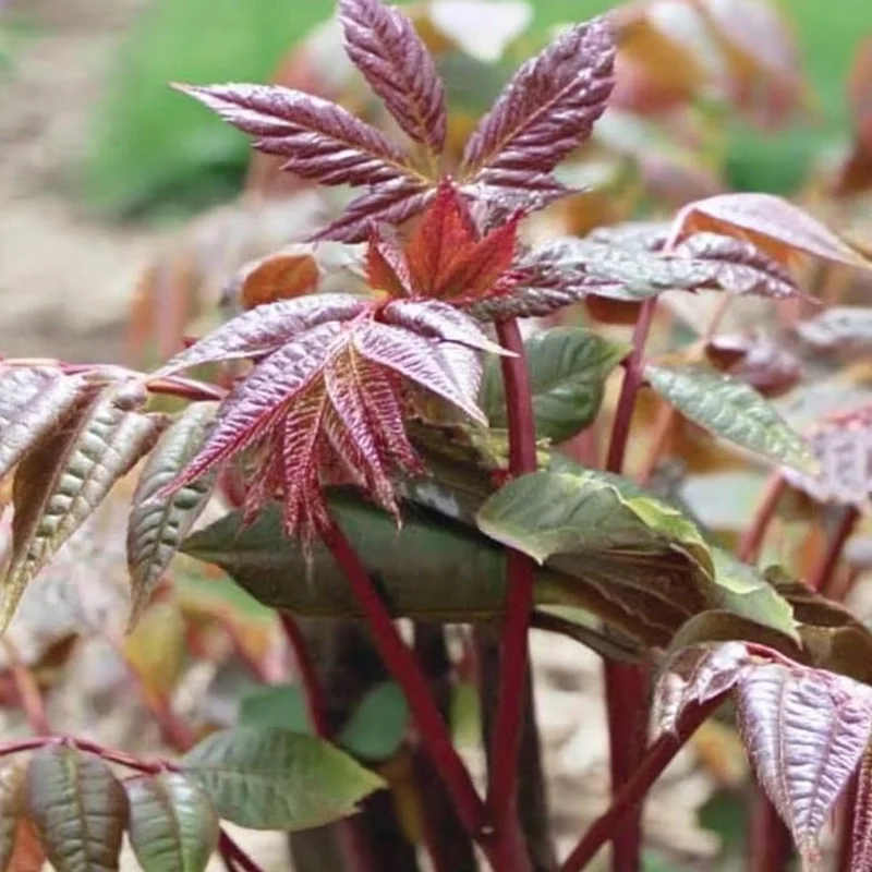 Chinese Toon Seeds - 20 Count Edible Toona Sinensis Tree Seeds - Image 2