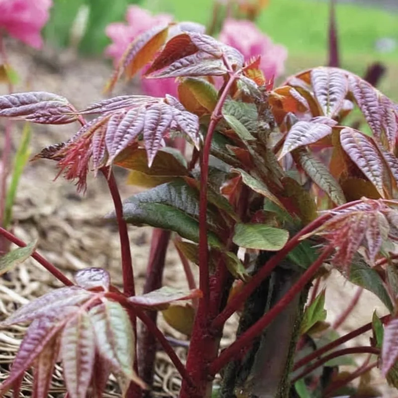 Chinese Toon Seeds - 20 Count Edible Toona Sinensis Tree Seeds - Image 3