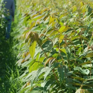 Chinese Toon Seeds - 20 Count Edible Toona Sinensis Tree Seeds - Image 4